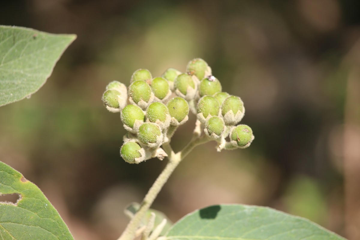 Solanum erianthum D.Don